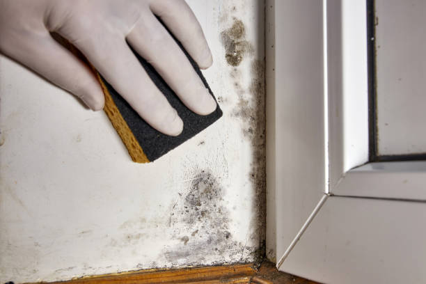 Best Asbestos and Lead Testing During Mold Inspection  in Liberty Lake, WA