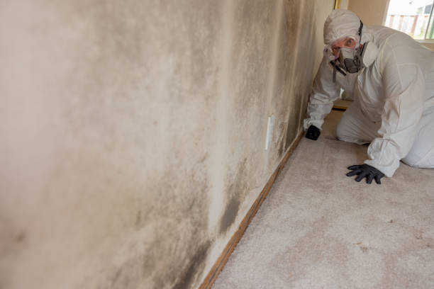 Best Attic Mold Removal  in Liberty Lake, WA
